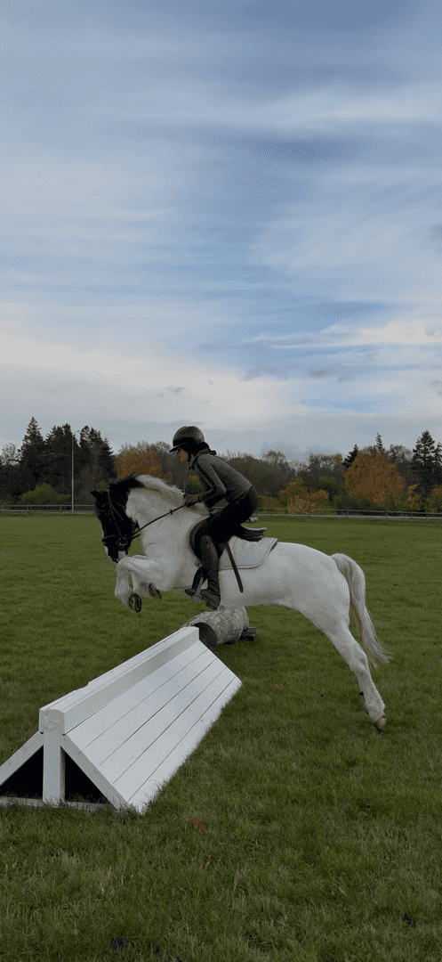 Bild av Buddy, personlig c-ponny med stort hjärta