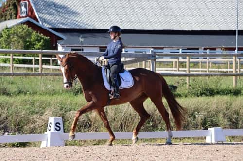 Bild av Lovande unghäst för framtiden