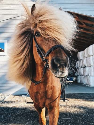 Inlägg 67 av Allround med titeln 🦄🌬️🌬️