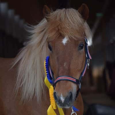 Viðar från Stormbo