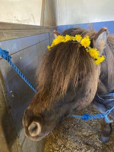 Inlägg 14 av Allround med titeln Eddie blir sommarfin🐴🌼