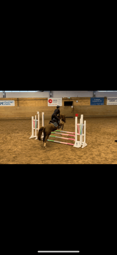Post 2 of Dutch Riding Horse with title Ut på tur aldrig sur❤️