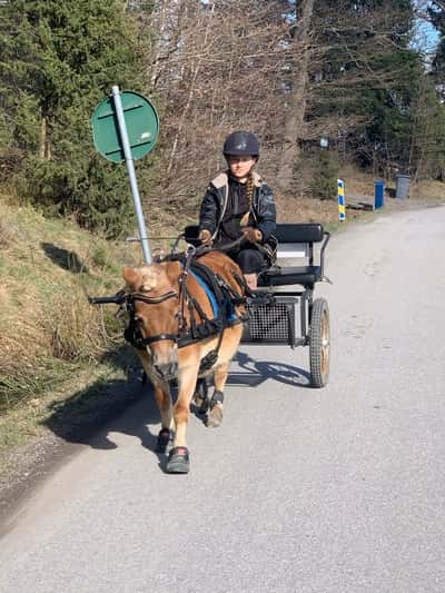 Inlägg 23 av Utställning med titeln Körtur i solen i början på april