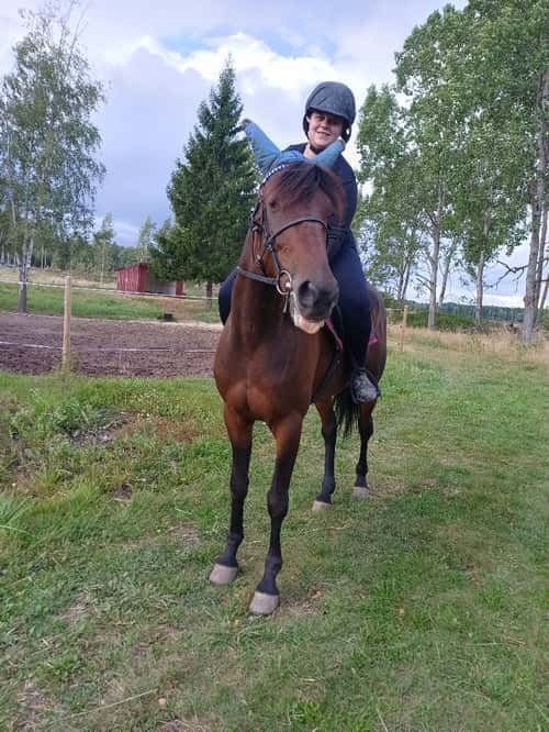 Bild av Trav/ridhäst!