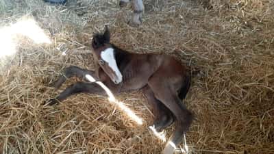 Inlägg 5 av Unghäst med titeln Callhishan föddes 