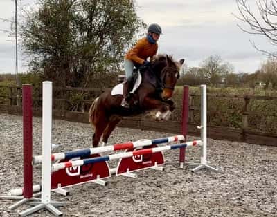 Rolig allroundare/jägare.