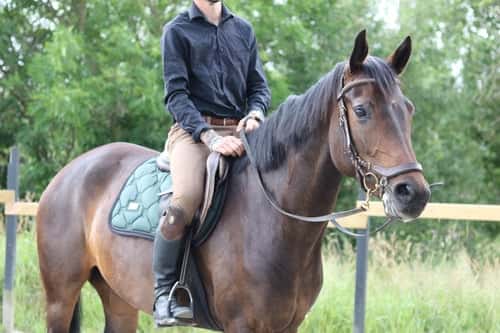 Bild av Häst med stor karaktär men med mycket potential