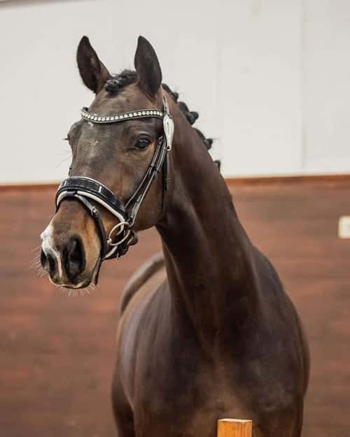 Bild av Jackie Collins MVG (80)***