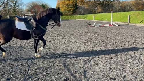 Bild av Fälttävlan, ungdjur och hoppning