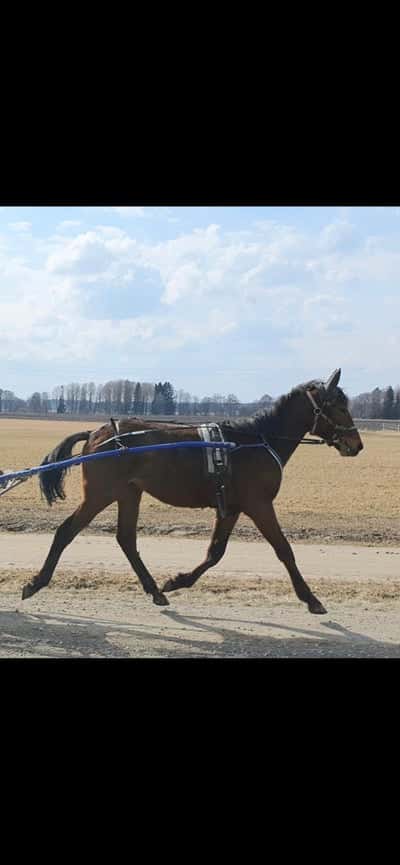 Inlägg 7 av Trav med titeln Kåke på inkörning 