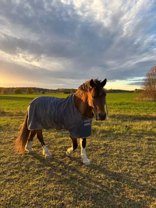 Bild av Älskade Jacken - söker kärleksfullt och tryggt hem med kunskap och tid