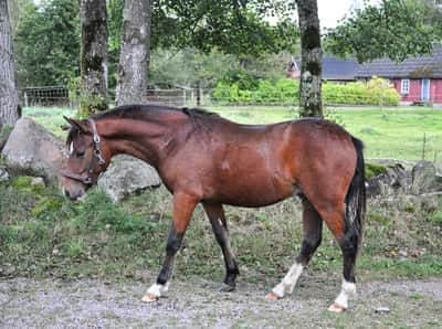 Bjällegårdens Dior