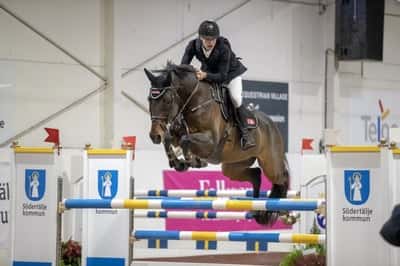 Inlägg 16 av Holsteiner med titeln GULD- inomhus-SM med Ingemar Hammarström 