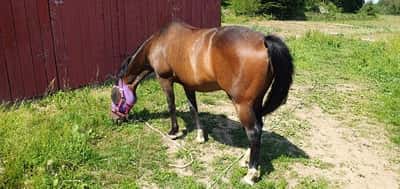 Inlägg 17 av Reining med titeln Mammahäst får också komma ut och gå "lös" i värmen ☀️