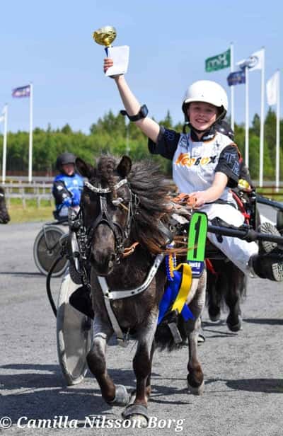 Inlägg 18 av Shetlandsponny med titeln Uppfödning 