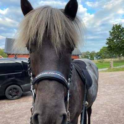 Váli frá Ásgarði