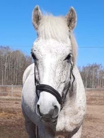 Inlägg 8 av Angloarab med titeln Juni_123.nicki