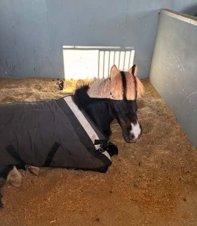 Inlägg 7 av Irländsk Sporthäst med titeln 🍪🤠