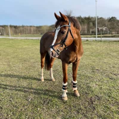 Valentina kantijes R