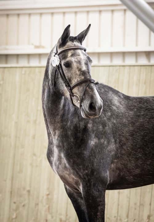 Bild av SWB-sto för hoppning