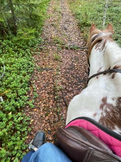 Inlägg 126 av Allround med titeln Skogstur med Evita ❤️❤️