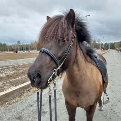 Vilja från Skomakarns