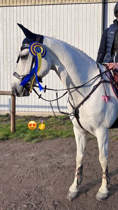 Post 138 of Show jumping with title Skabersjö Ryttarförening 28/10-2023