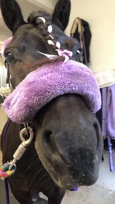 Inlägg 42 av Ponnytrav med titeln Axvalla💜