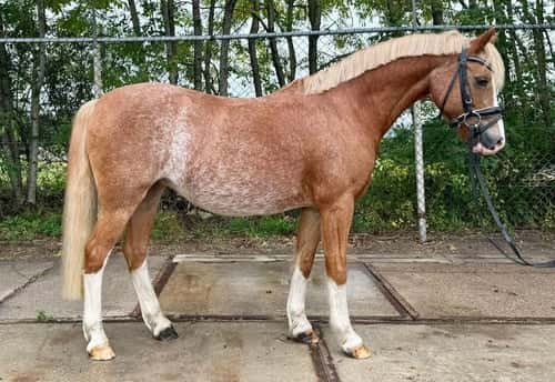 Bild av 🌟 Maxad B-ponny sto 15 år