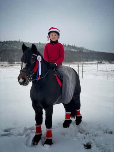 Post 142 of Show jumping