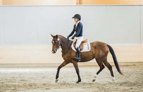 Bild av Modigt, snabbt och vänligt sto