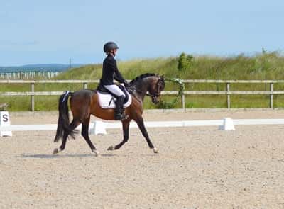 Inlägg 7 av Dressyr