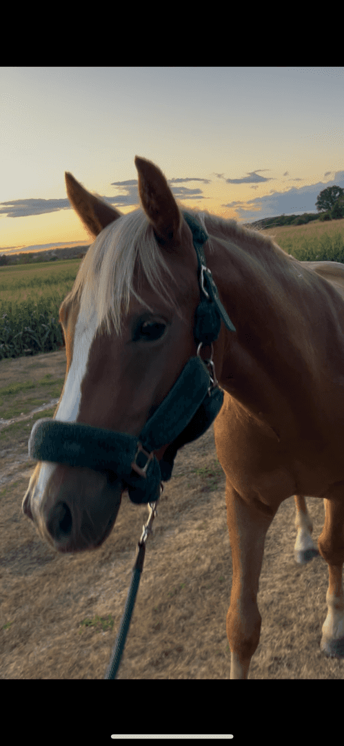 Bild av Trevlig ungponny 