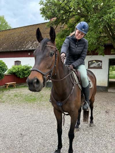 Inlägg 10 av Unghäst med titeln Lakrits 