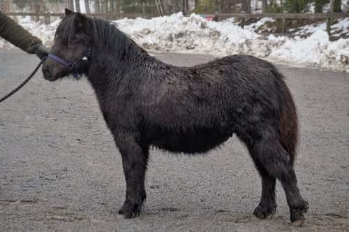 Bild av Pigg & trevlig unghingst till salu!