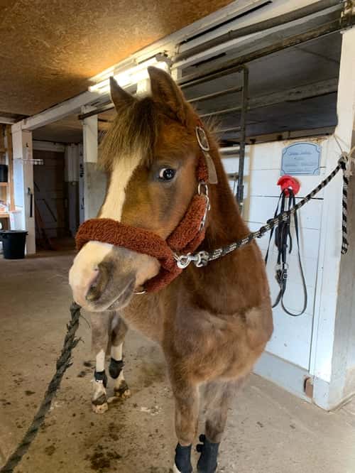 Bild av Världens bästa ponny🦄