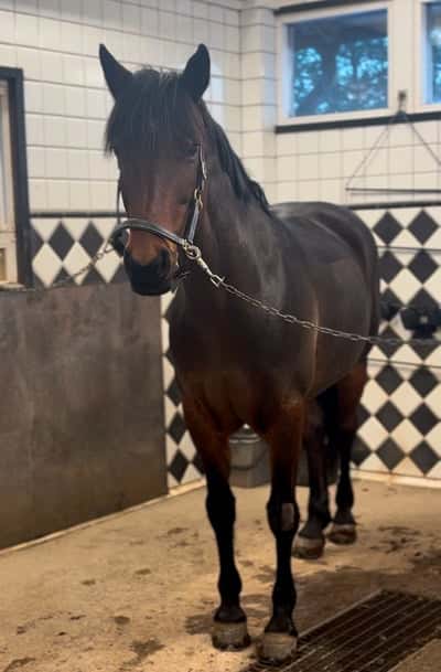 Inlägg 24 av Irländsk ridponny med titeln Sötaste ponnyn 💕