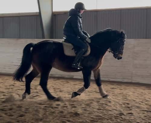 Bild av fantastisk familje-/kompishäst med hjärta av guld