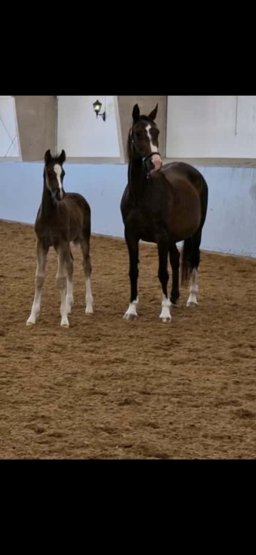 Bild av Hingst med utstrålning och framtiden för sig!
