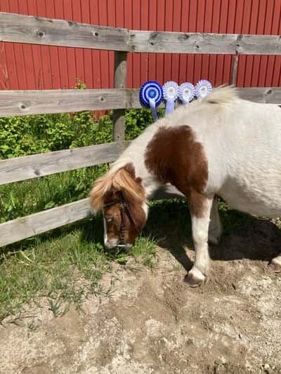 Inlägg 7 av Galopp med titeln Cleo med sina rosetter 🏵️