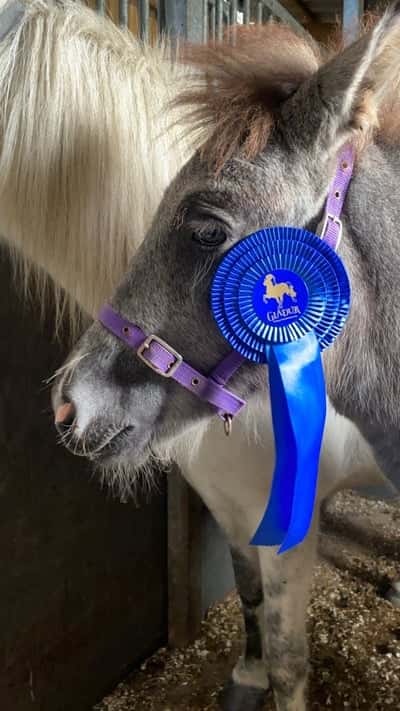 Post 457 of Show jumping