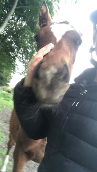 Inlägg 24 av Varmblodig ridhäst