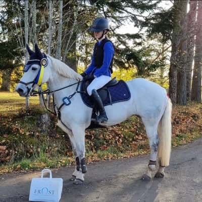 Post 334 of Show jumping with title Sunne ryttarförening❤️