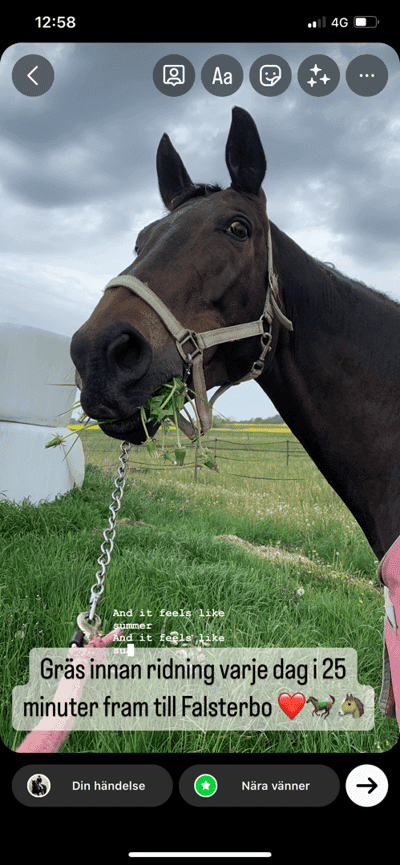 Inlägg 17 av Varmblodig ridhäst