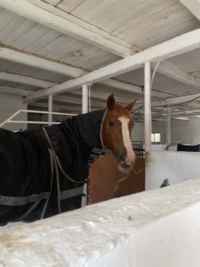 Post 9 of Dutch Riding Horse with title Välkommen hem Marina!❤️