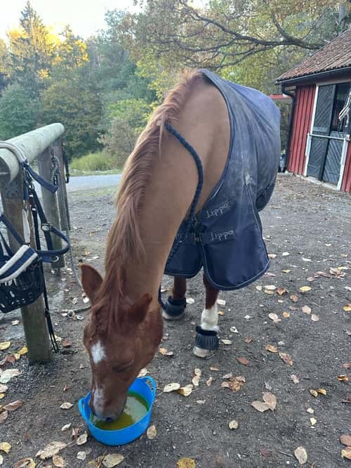 Bild av Genomsnäll hobbyhäst