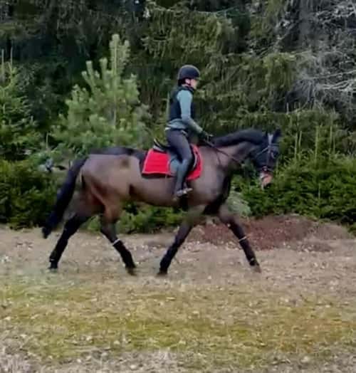 Bild av Snäll häst som söker medryttare/delfodervärd