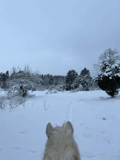 Inlägg 68 av Allround med titeln Mysig skrittrunda igår i skogen på Clic tillsammans med Saga och Zara❤️