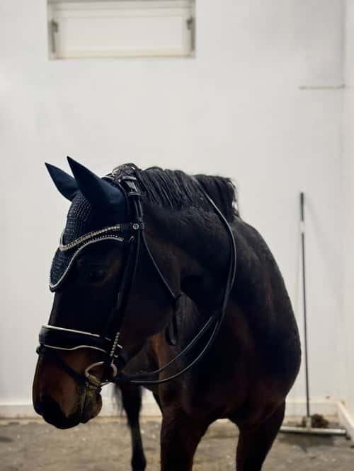 Bild av Supertrevligt sto som söker sin nästa lilla ryttare