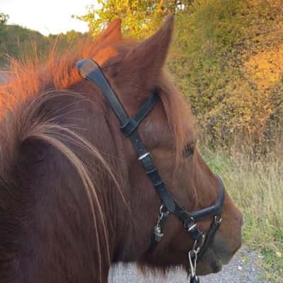 Stoltur från Östra Greda